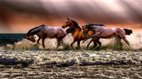 Wild Horses 4K