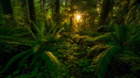 Jungle Scape 4K