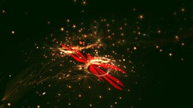 Christmas stars