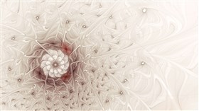 Winter rose 