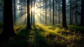The Woods