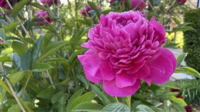 Peony Season