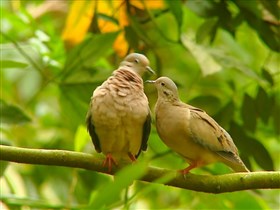 forest pigions