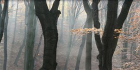 autumn impressions
