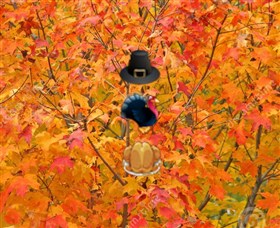 Thanksgiving