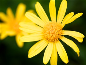 Coreopsis Nana
