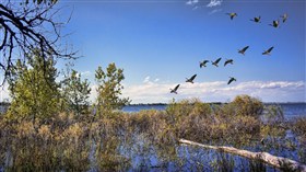 Barr Lake Bird Watching