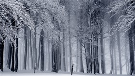 Snowy Forest
