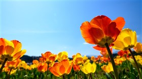 Red and Yellow Spring Flower Field