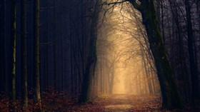 Halloween Path in the Forest