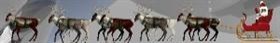Reindeer 2004