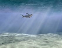 CG Shark