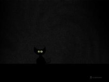Black Cat in Dark Room