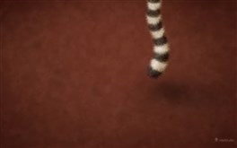 Raring Ringtail