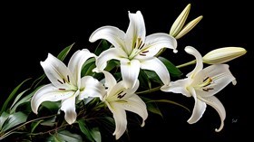 Lilies