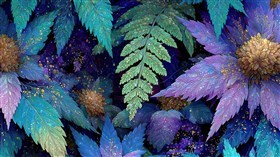 AbZ Miid 241 Leaves