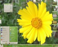 Harmony Yellow