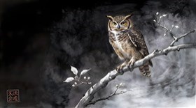  a small owl