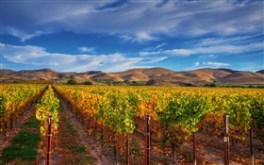 Vineyard