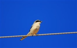 High Wire Act