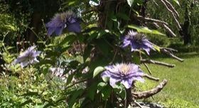 Klimatis flower