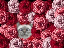 Rose Surprise