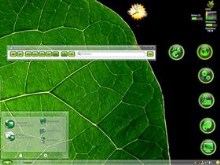 Big Leaf