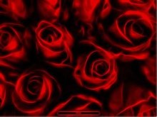 Love Roses