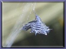 Alien Arachnid