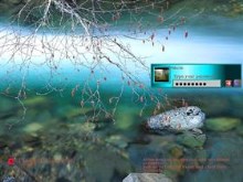 Forest Water
