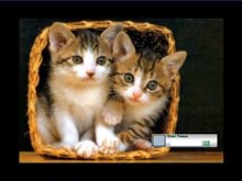 Basket of Kittens