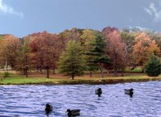 Geese near the shore