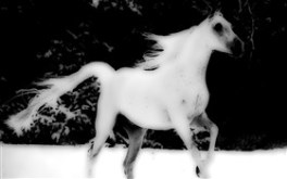 Yer-Stallion