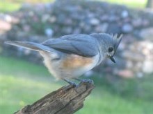Tufted Titmouse