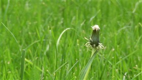 Dandelion