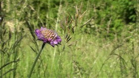 Beautiful Flower