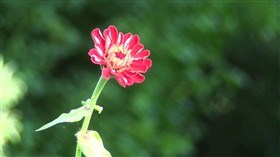 Red Flower