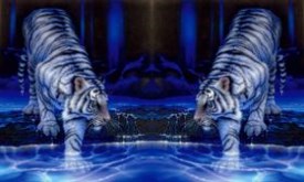 Twin Tigers