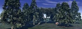 Forrest Scene (Day)