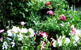 Springtime breeze