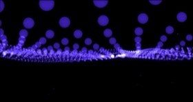 Hypnotic Wave