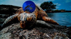 Sea_Turtle_Dreams