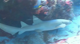 Grey_Smooth_Hound_Shark 2