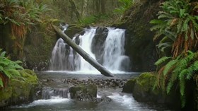 Fern_Forest_Falls