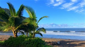 Hawaii_4K_Palms_Ocean