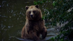 Brown_Bear_Dip