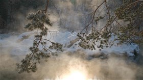 Misty Forest Snow