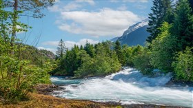 Beautiful Split Forest River