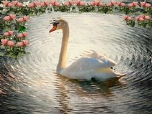 Lone_Swan