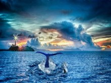 Whale_Sighting